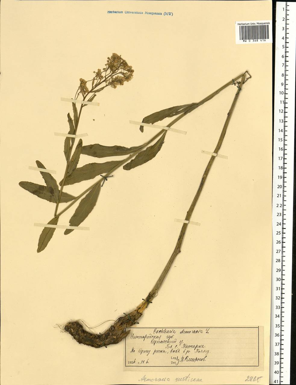 Armoracia rusticana G.Gaertn., B.Mey. & Scherb., Eastern Europe, Volga-Kama region (E7) (Russia)