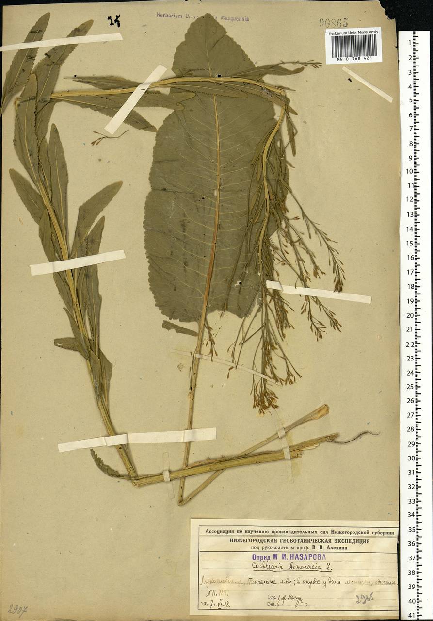 Armoracia rusticana G.Gaertn., B.Mey. & Scherb., Eastern Europe, Volga-Kama region (E7) (Russia)