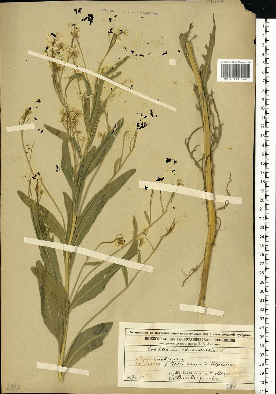 Armoracia rusticana G. Gaertn., B. Mey. & Scherb., Eastern Europe, Volga-Kama region (E7) (Russia)