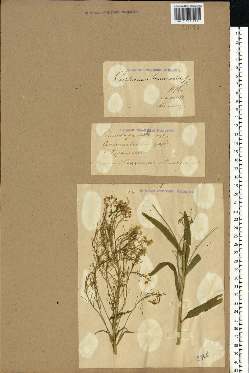 Armoracia rusticana G.Gaertn., B.Mey. & Scherb., Eastern Europe, Middle Volga region (E8) (Russia)