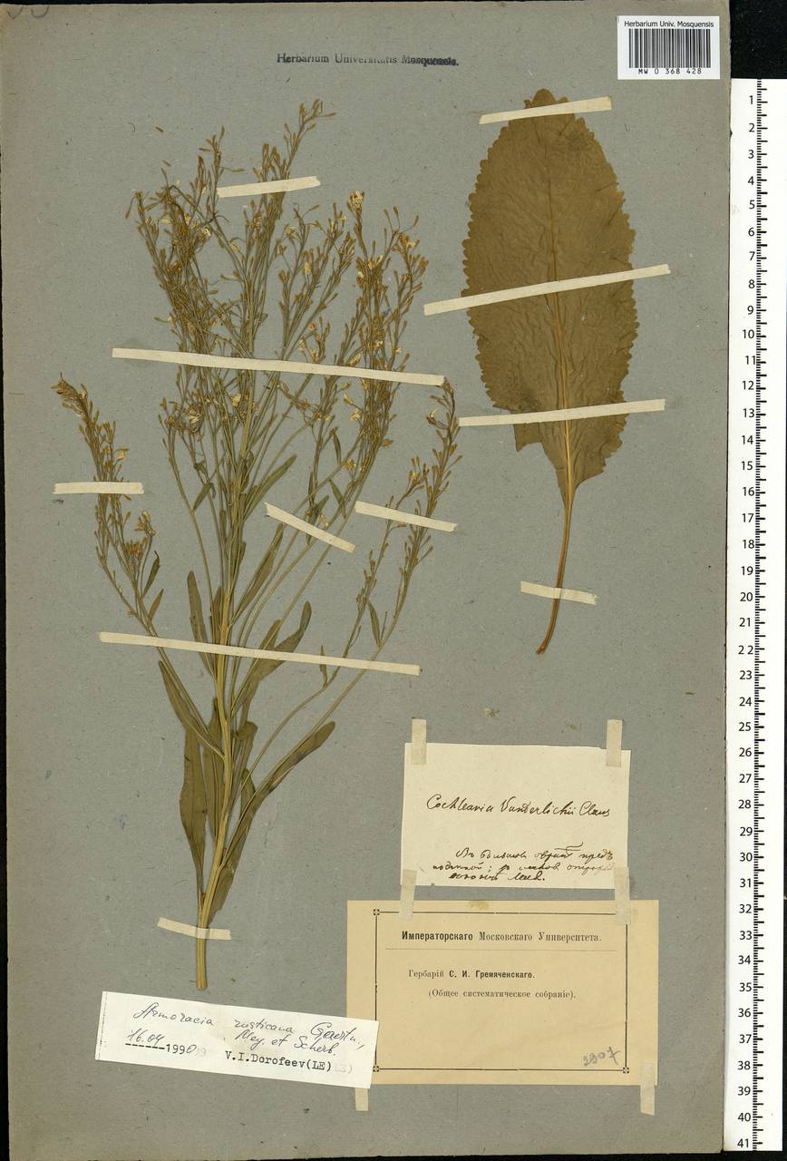 Armoracia rusticana G.Gaertn., B.Mey. & Scherb., Eastern Europe, Eastern region (E10) (Russia)