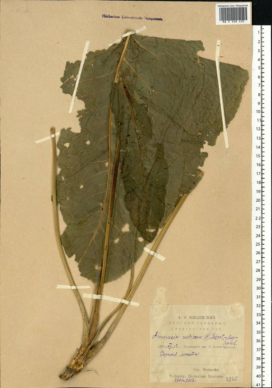 Armoracia rusticana G. Gaertn., B. Mey. & Scherb., Eastern Europe, Middle Volga region (E8) (Russia)