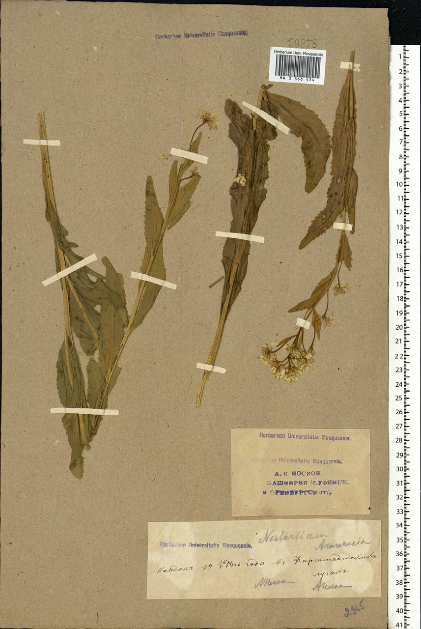 Armoracia rusticana G.Gaertn., B.Mey. & Scherb., Eastern Europe, Eastern region (E10) (Russia)