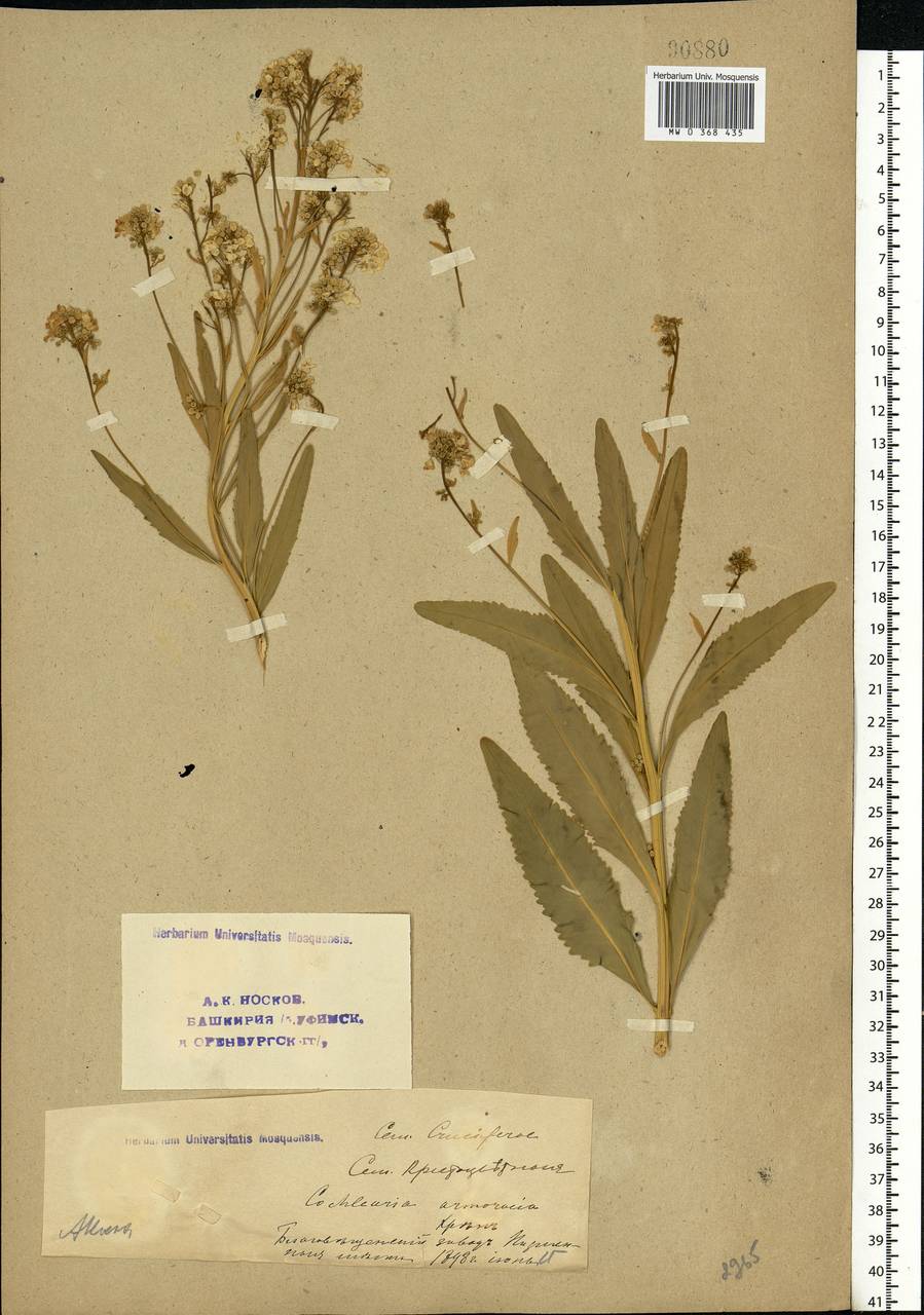Armoracia rusticana G.Gaertn., B.Mey. & Scherb., Eastern Europe, Eastern region (E10) (Russia)