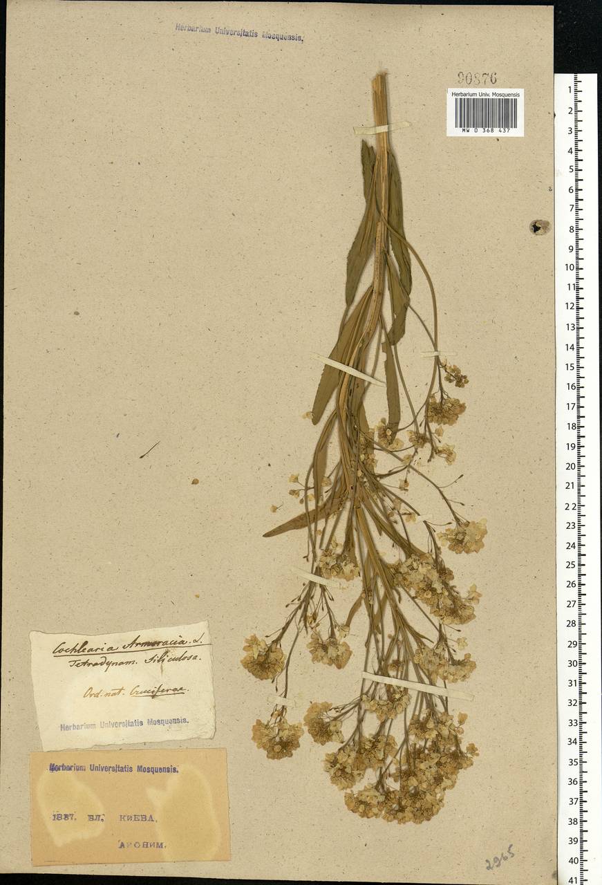Armoracia rusticana P. Gaertn., B. Mey. & Scherb., Eastern Europe, North Ukrainian region (E11) (Ukraine)