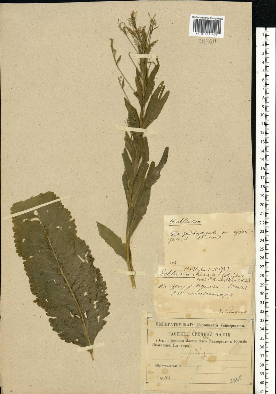 Armoracia rusticana G. Gaertn., B. Mey. & Scherb., Eastern Europe, Lower Volga region (E9) (Russia)