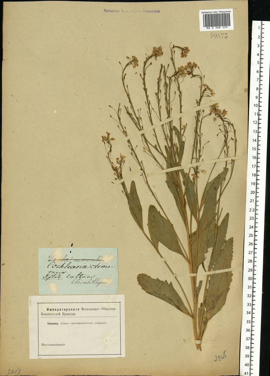 Armoracia rusticana G.Gaertn., B.Mey. & Scherb., Eastern Europe, South Ukrainian region (E12) (Ukraine)