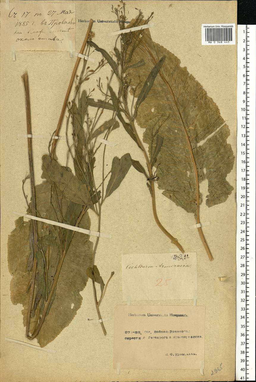 Armoracia rusticana G.Gaertn., B.Mey. & Scherb., Eastern Europe, North Ukrainian region (E11) (Ukraine)