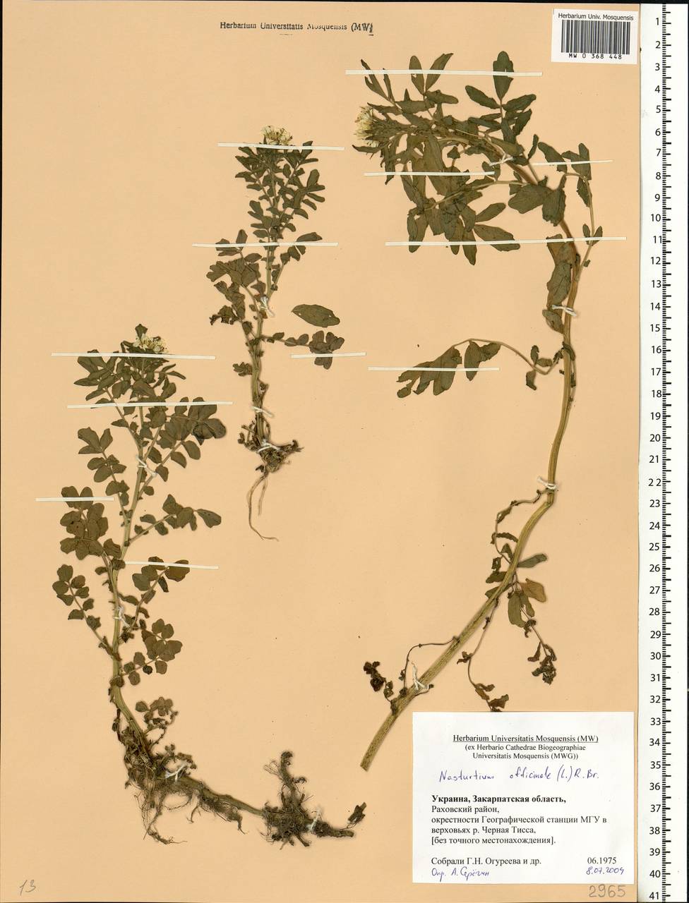 Nasturtium officinale W.T.Aiton, Eastern Europe, West Ukrainian region (E13) (Ukraine)