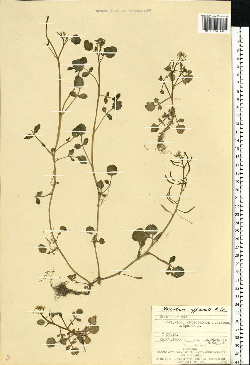 Nasturtium officinale W.T.Aiton, Eastern Europe, West Ukrainian region (E13) (Ukraine)