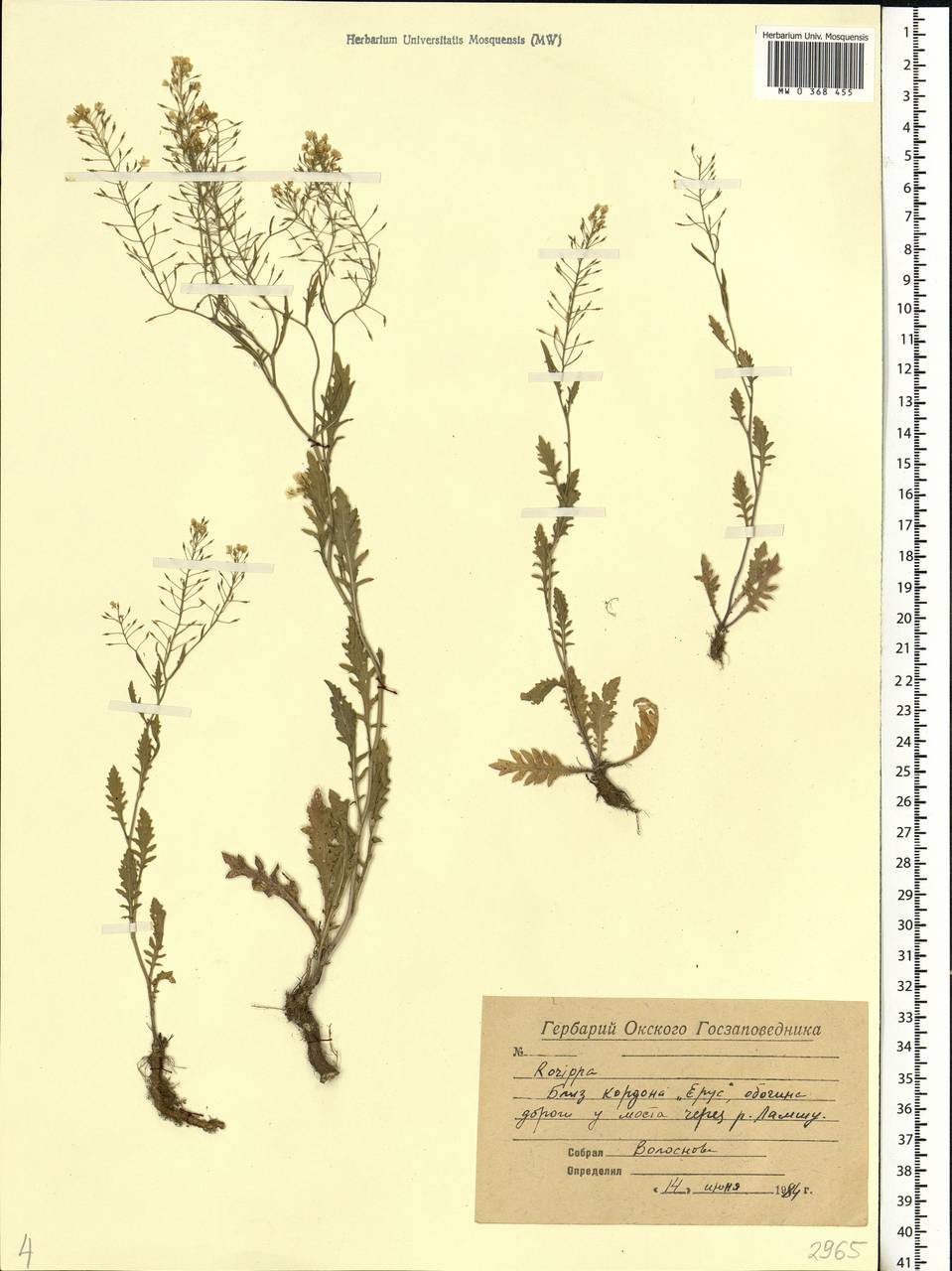 Rorippa, Eastern Europe, Central region (E4) (Russia)