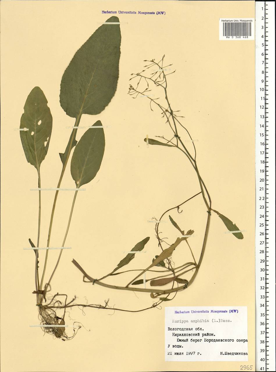 Rorippa amphibia (L.) Besser, Eastern Europe, Northern region (E1) (Russia)