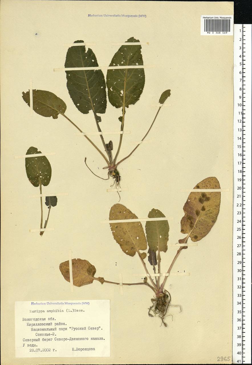 Rorippa amphibia (L.) Besser, Eastern Europe, Northern region (E1) (Russia)