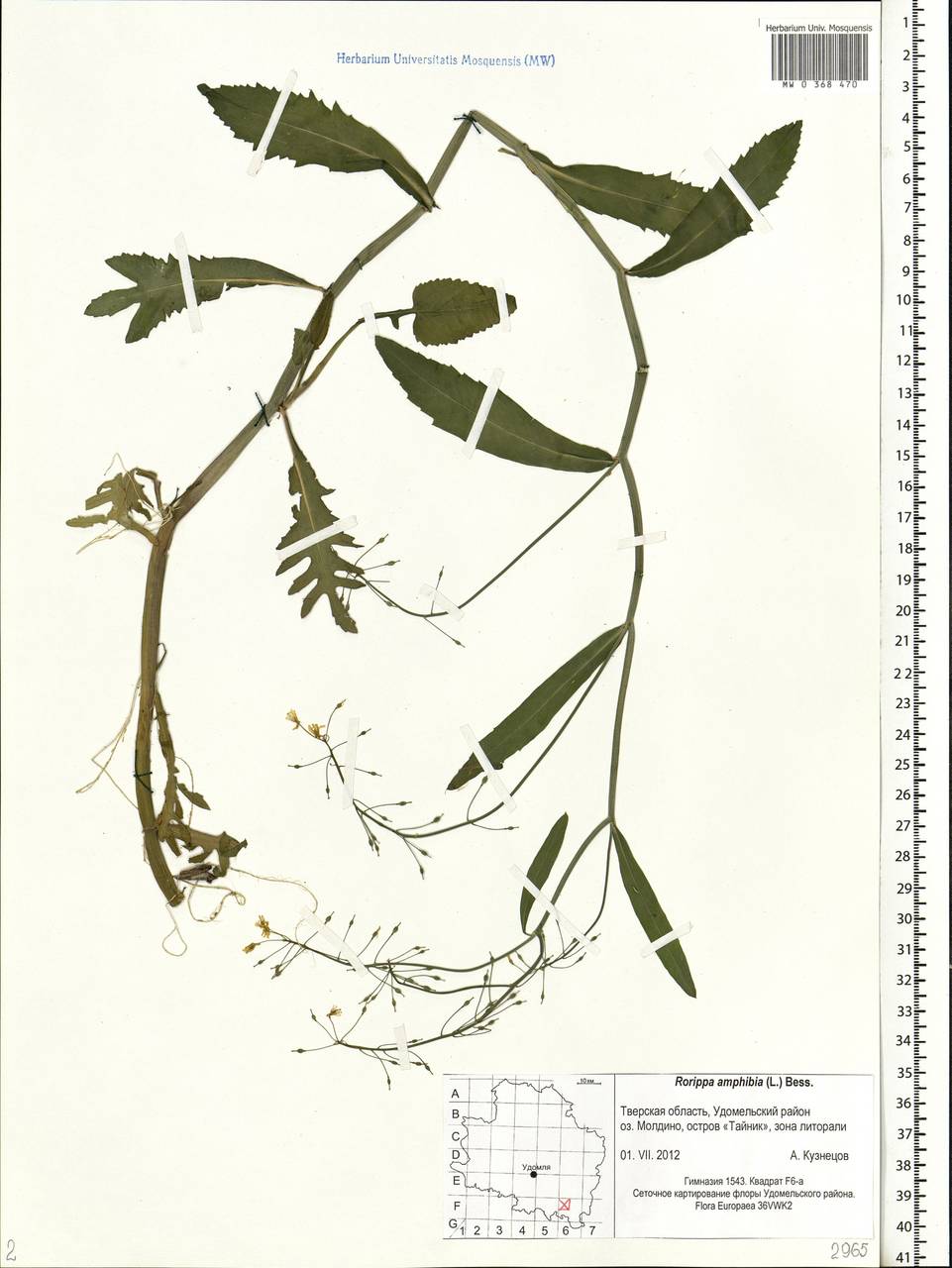 Rorippa amphibia (L.) Besser, Eastern Europe, North-Western region (E2) (Russia)