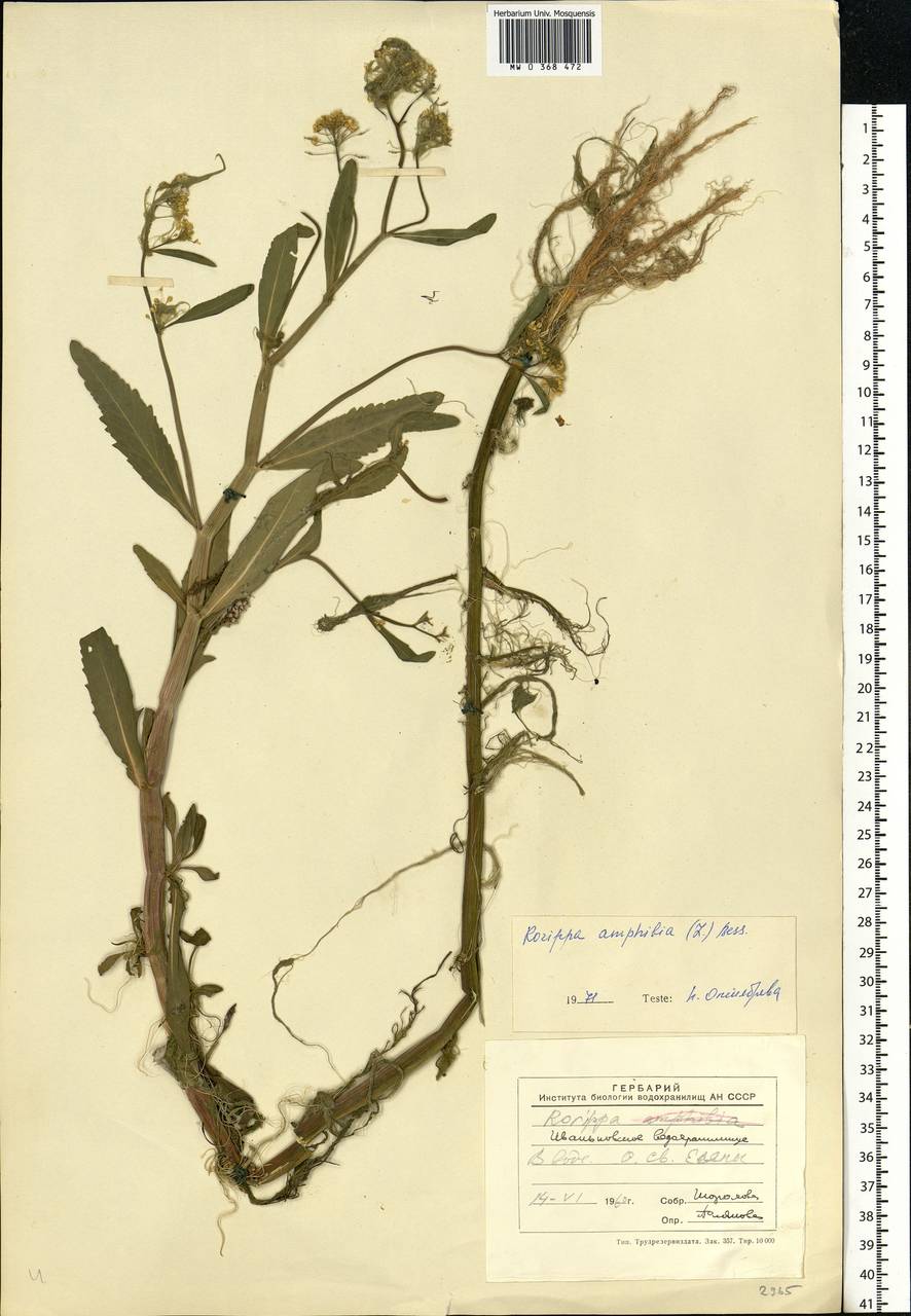 Rorippa amphibia (L.) Besser, Eastern Europe, North-Western region (E2) (Russia)