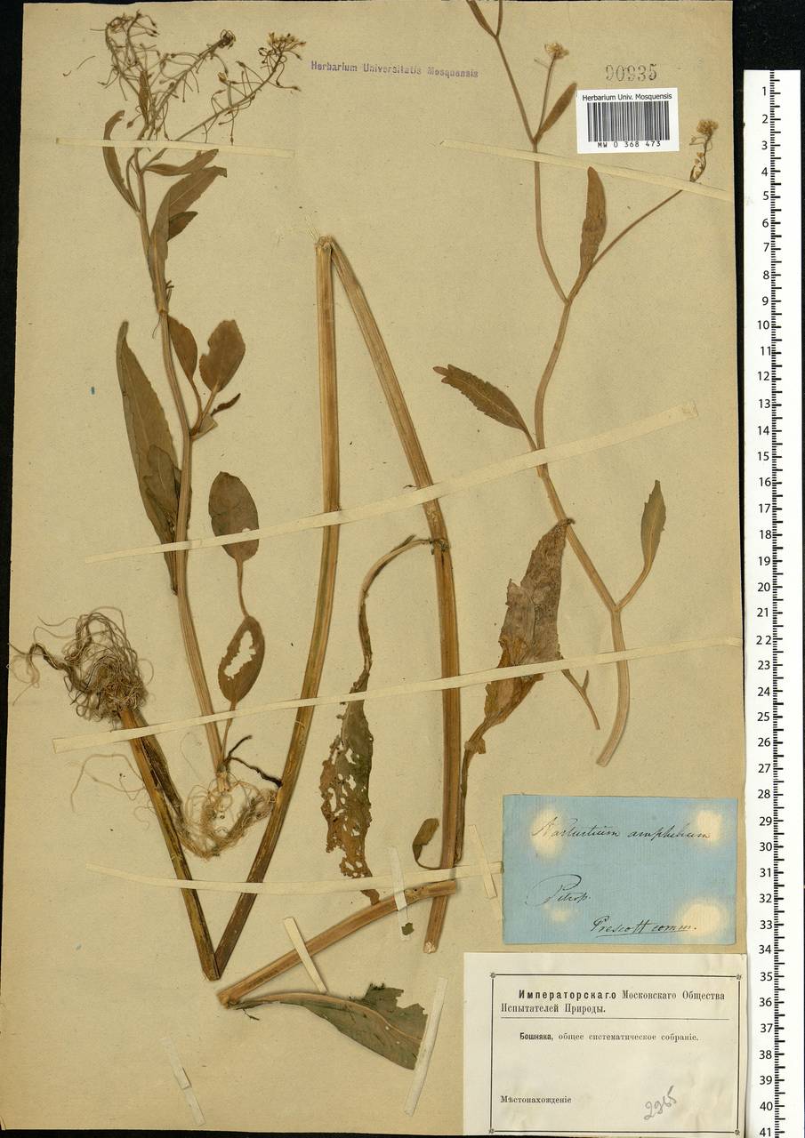 Rorippa amphibia (L.) Besser, Eastern Europe, North-Western region (E2) (Russia)