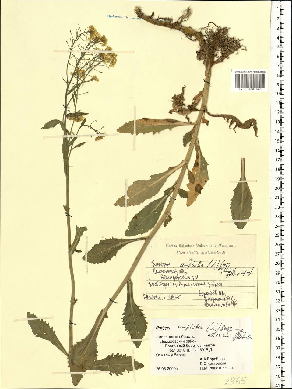 Rorippa amphibia (L.) Besser, Eastern Europe, Western region (E3) (Russia)