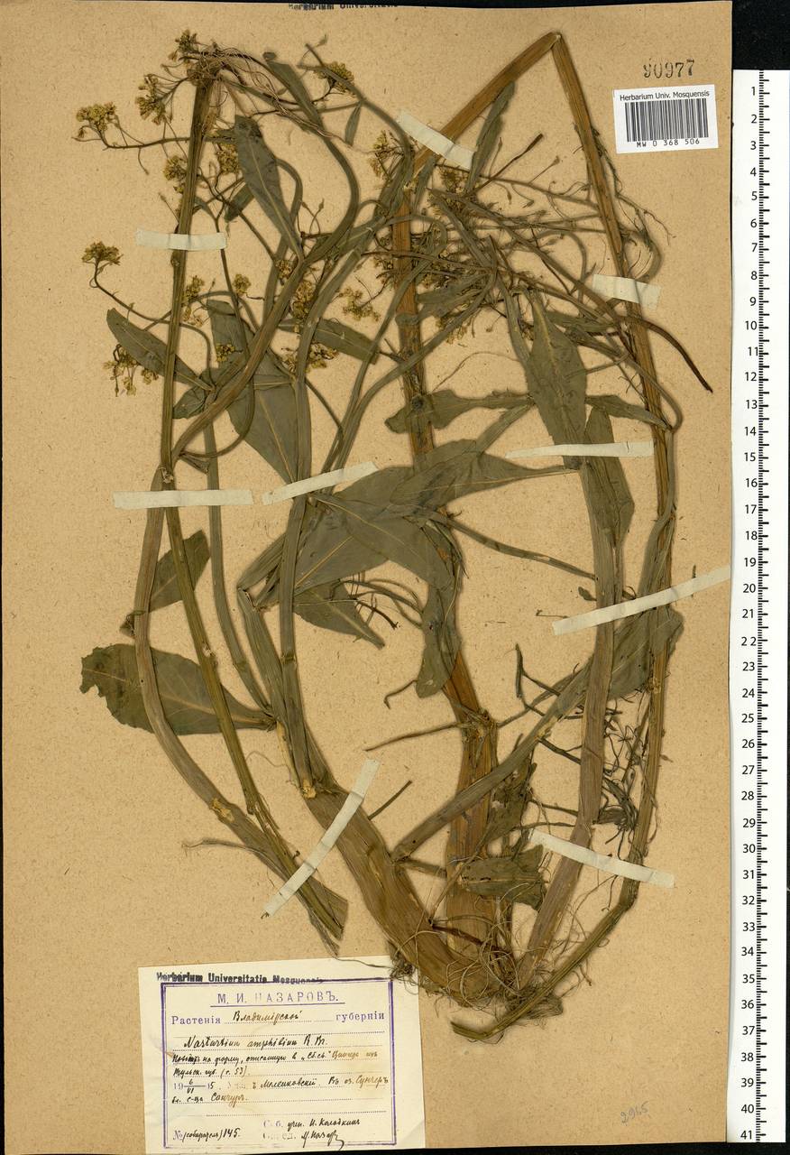 Rorippa amphibia (L.) Besser, Eastern Europe, Central region (E4) (Russia)