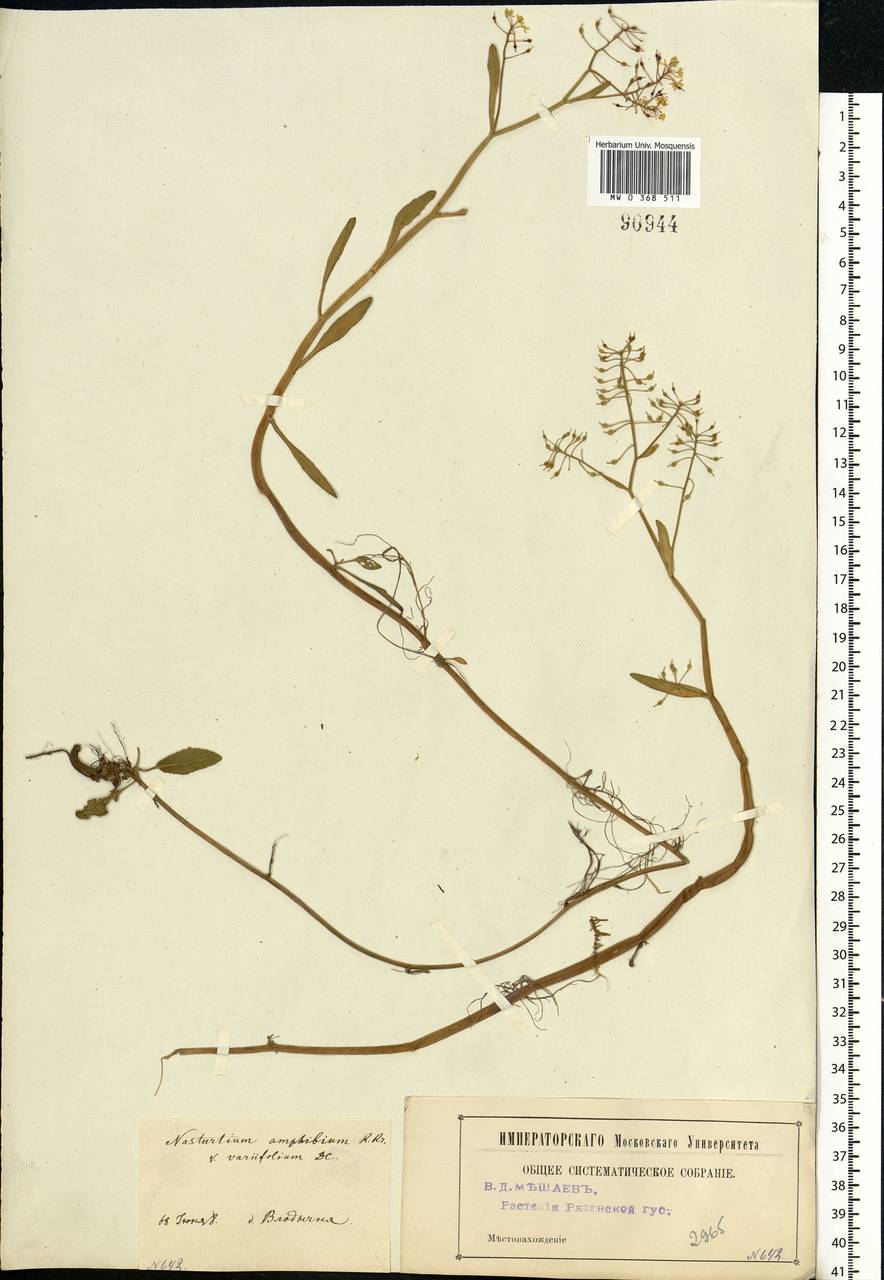 Rorippa amphibia (L.) Besser, Eastern Europe, Central region (E4) (Russia)