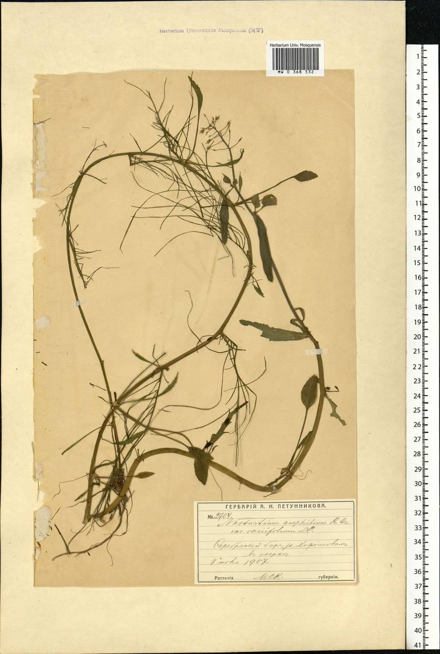 Rorippa amphibia (L.) Besser, Eastern Europe, Moscow region (E4a) (Russia)