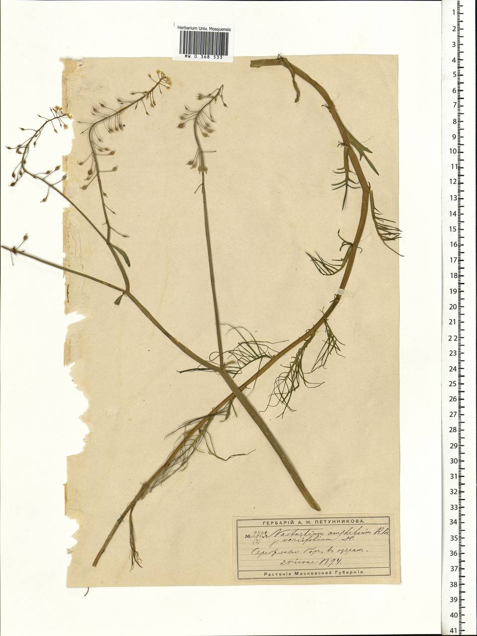 Rorippa amphibia (L.) Besser, Eastern Europe, Moscow region (E4a) (Russia)