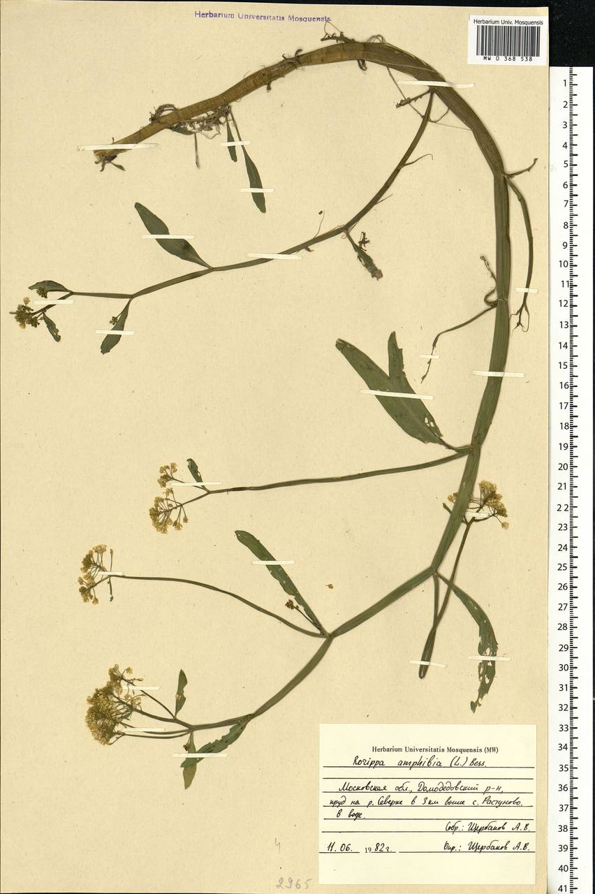 Rorippa amphibia (L.) Besser, Eastern Europe, Moscow region (E4a) (Russia)