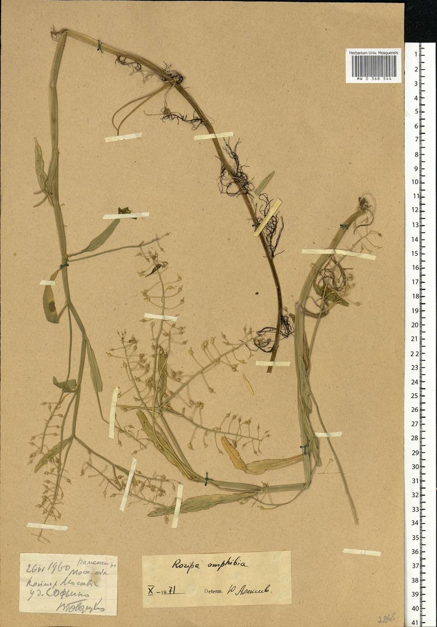 Rorippa amphibia (L.) Besser, Eastern Europe, Moscow region (E4a) (Russia)