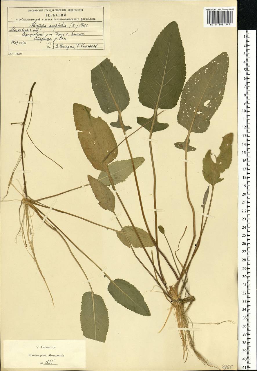 Rorippa amphibia (L.) Besser, Eastern Europe, Moscow region (E4a) (Russia)