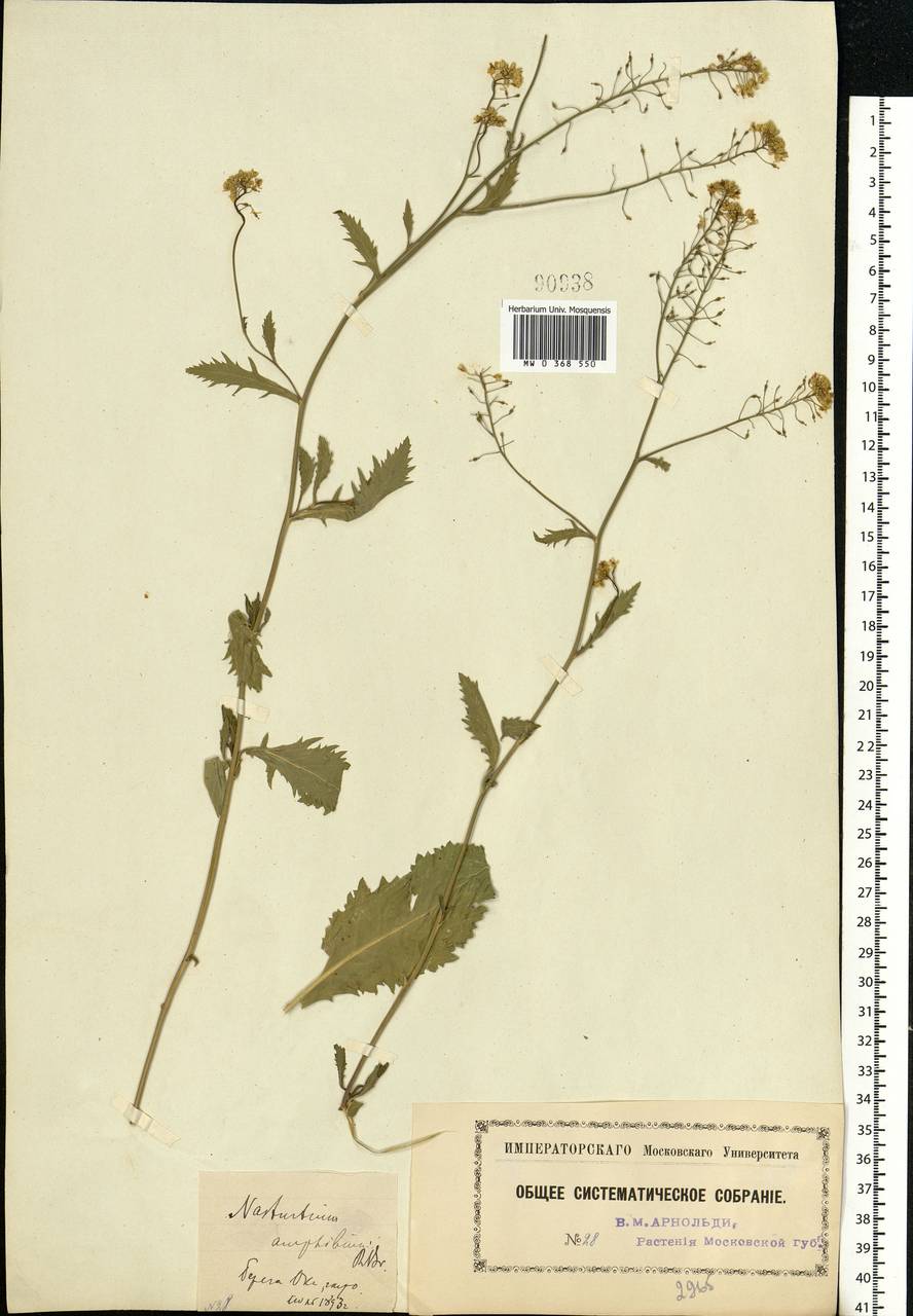 Rorippa amphibia (L.) Besser, Eastern Europe, Moscow region (E4a) (Russia)
