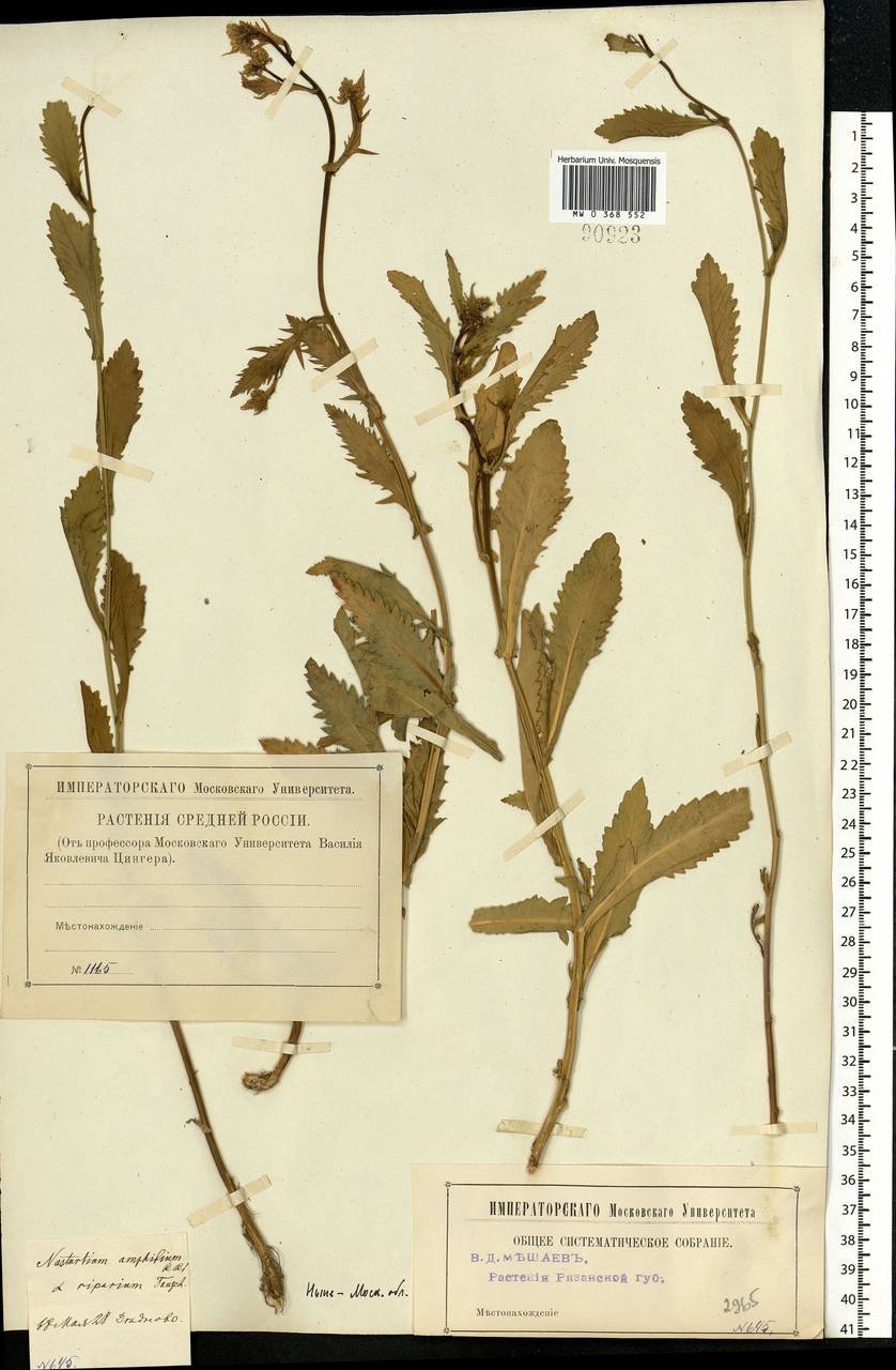 Rorippa amphibia (L.) Besser, Eastern Europe, Moscow region (E4a) (Russia)