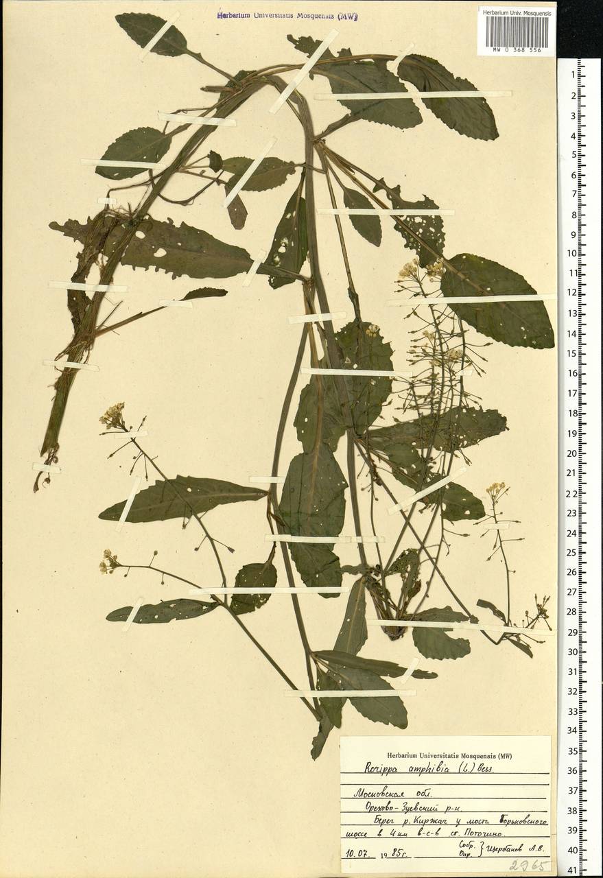 Rorippa amphibia (L.) Besser, Eastern Europe, Central region (E4) (Russia)