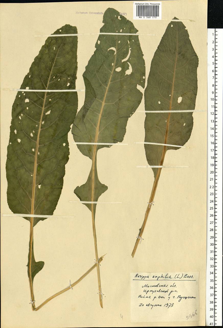 Rorippa amphibia (L.) Besser, Eastern Europe, Moscow region (E4a) (Russia)