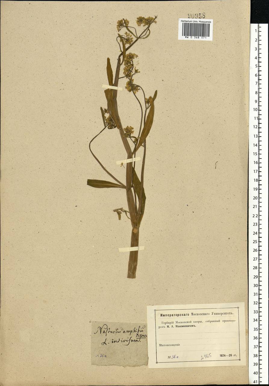Rorippa amphibia (L.) Besser, Eastern Europe, Moscow region (E4a) (Russia)