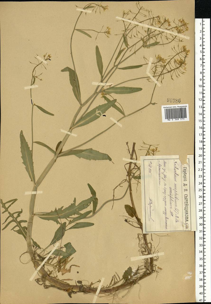 Rorippa amphibia (L.) Besser, Eastern Europe, Moscow region (E4a) (Russia)