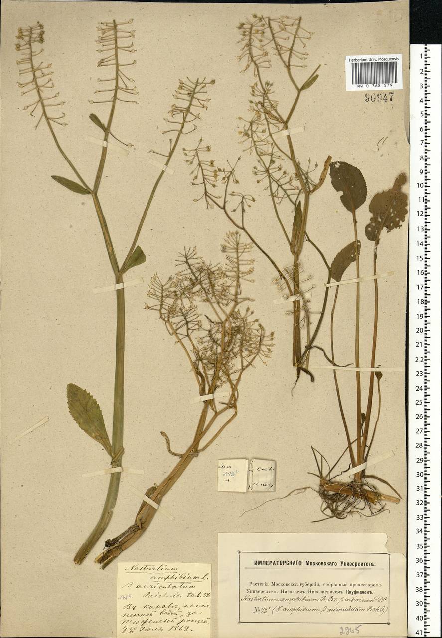 Rorippa amphibia (L.) Besser, Eastern Europe, Moscow region (E4a) (Russia)