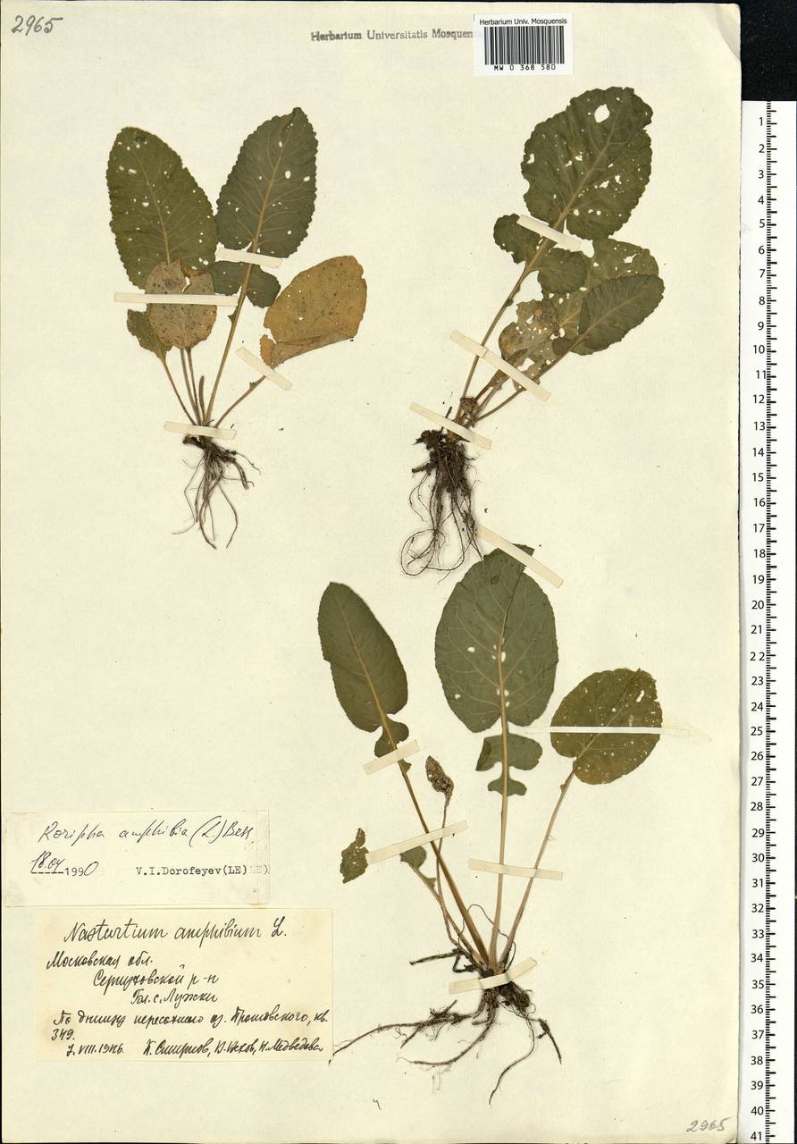 Rorippa amphibia (L.) Besser, Eastern Europe, Moscow region (E4a) (Russia)