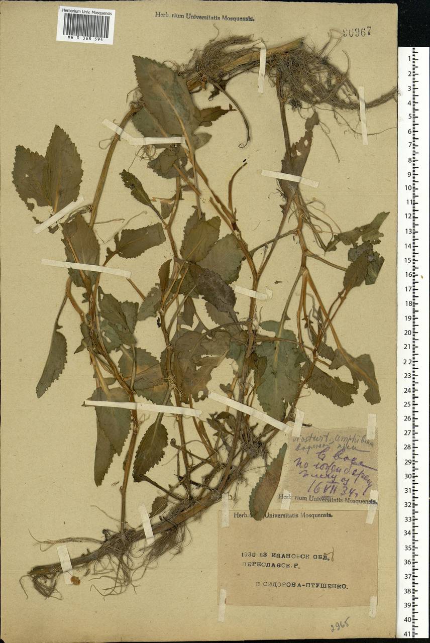 Rorippa amphibia (L.) Besser, Eastern Europe, Central forest region (E5) (Russia)