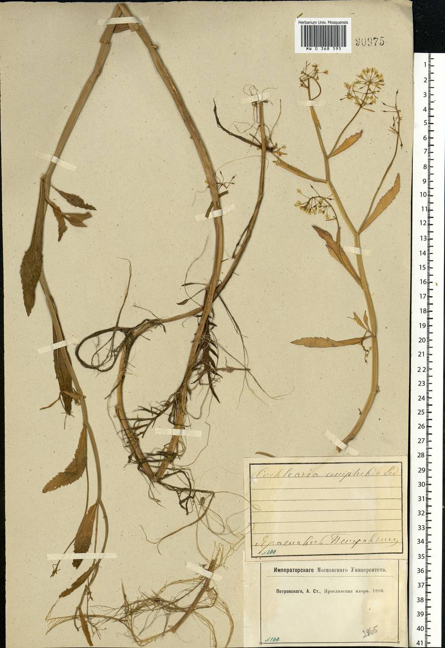 Rorippa amphibia (L.) Besser, Eastern Europe, Central forest region (E5) (Russia)
