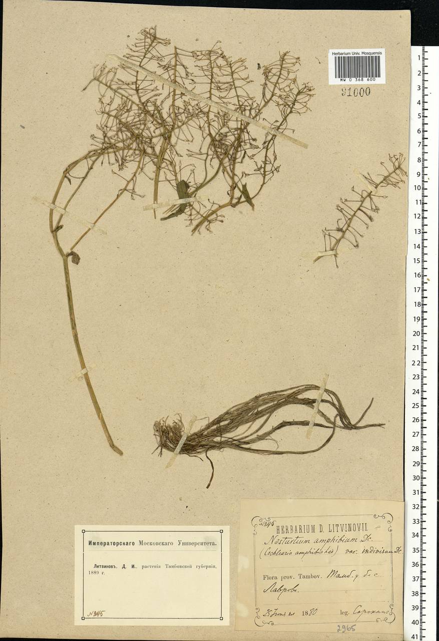 Rorippa amphibia (L.) Besser, Eastern Europe, Central forest-and-steppe region (E6) (Russia)