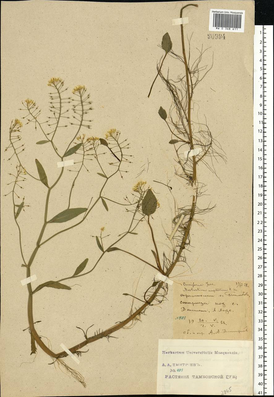 Rorippa amphibia (L.) Besser, Eastern Europe, Central forest-and-steppe region (E6) (Russia)