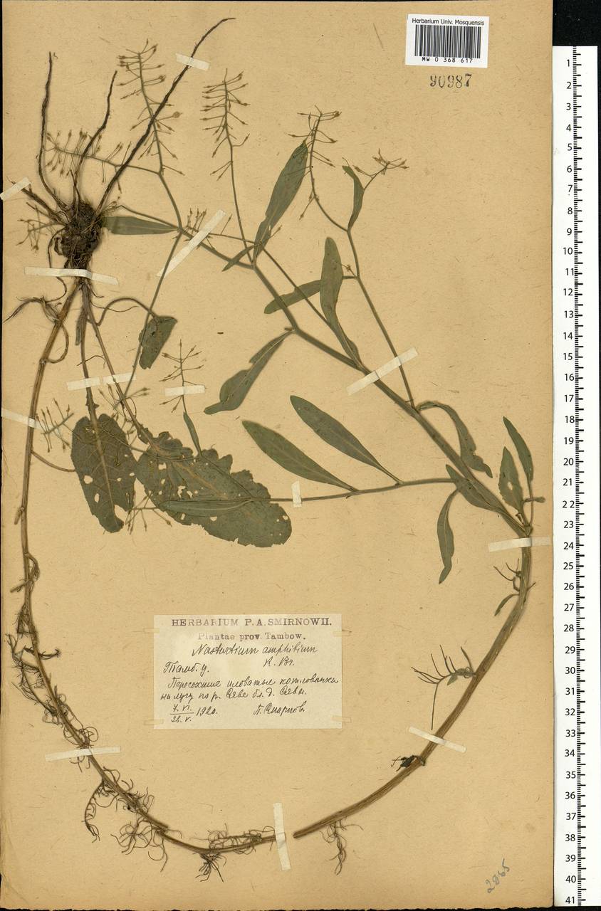Rorippa amphibia (L.) Besser, Eastern Europe, Central forest-and-steppe region (E6) (Russia)
