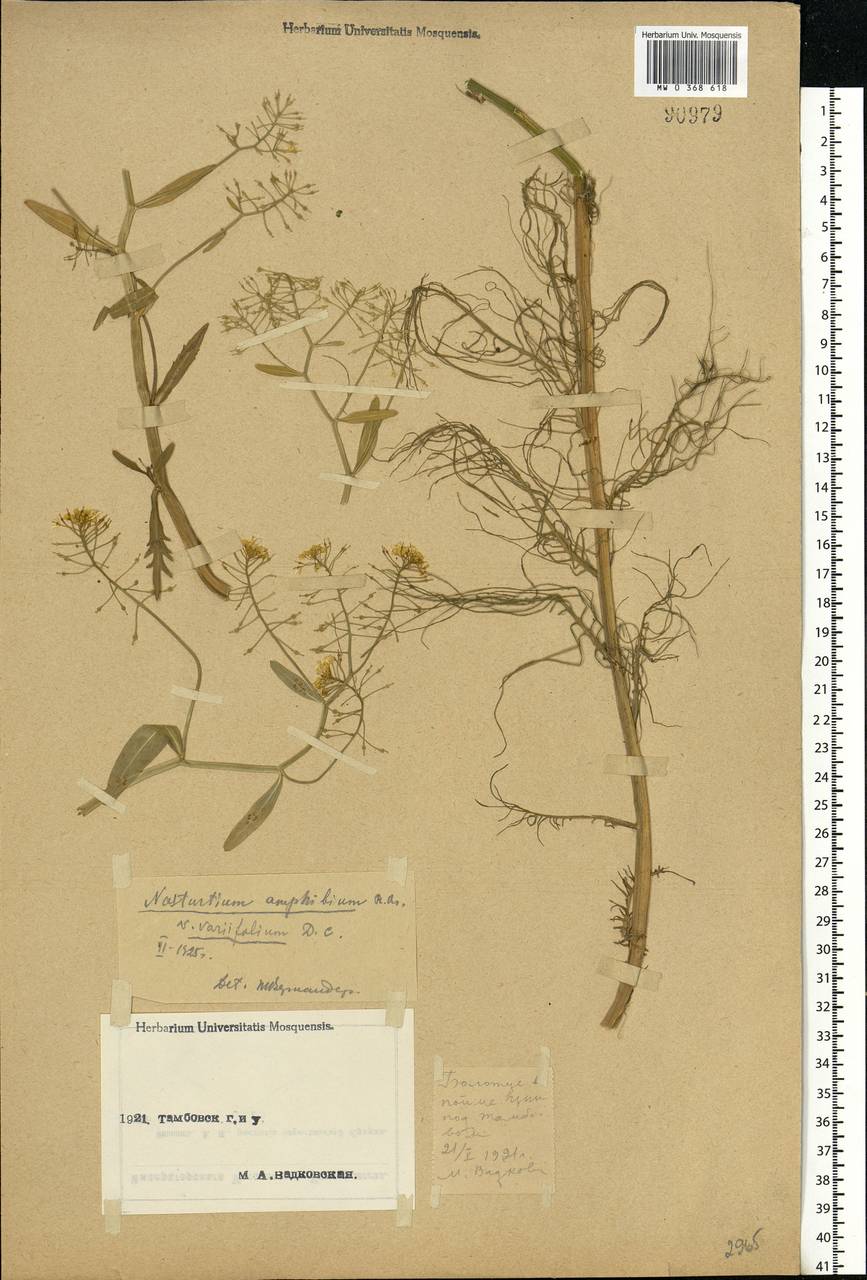 Rorippa amphibia (L.) Besser, Eastern Europe, Central forest-and-steppe region (E6) (Russia)
