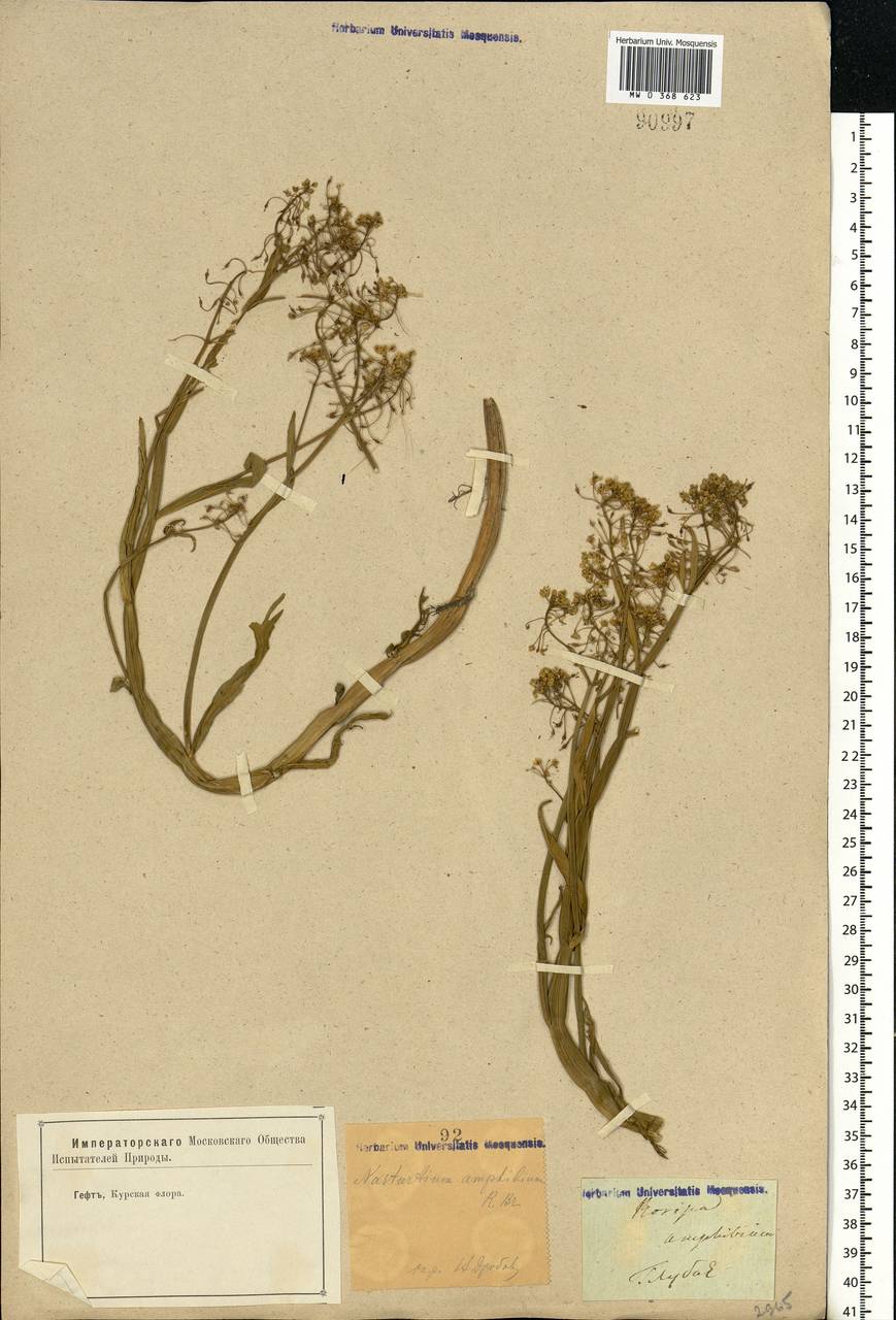 Rorippa amphibia (L.) Besser, Eastern Europe, Central forest-and-steppe region (E6) (Russia)