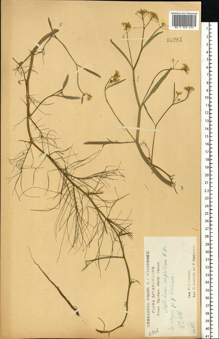 Rorippa amphibia (L.) Besser, Eastern Europe, Central forest-and-steppe region (E6) (Russia)