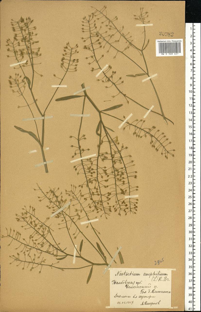 Rorippa amphibia (L.) Besser, Eastern Europe, Central forest-and-steppe region (E6) (Russia)