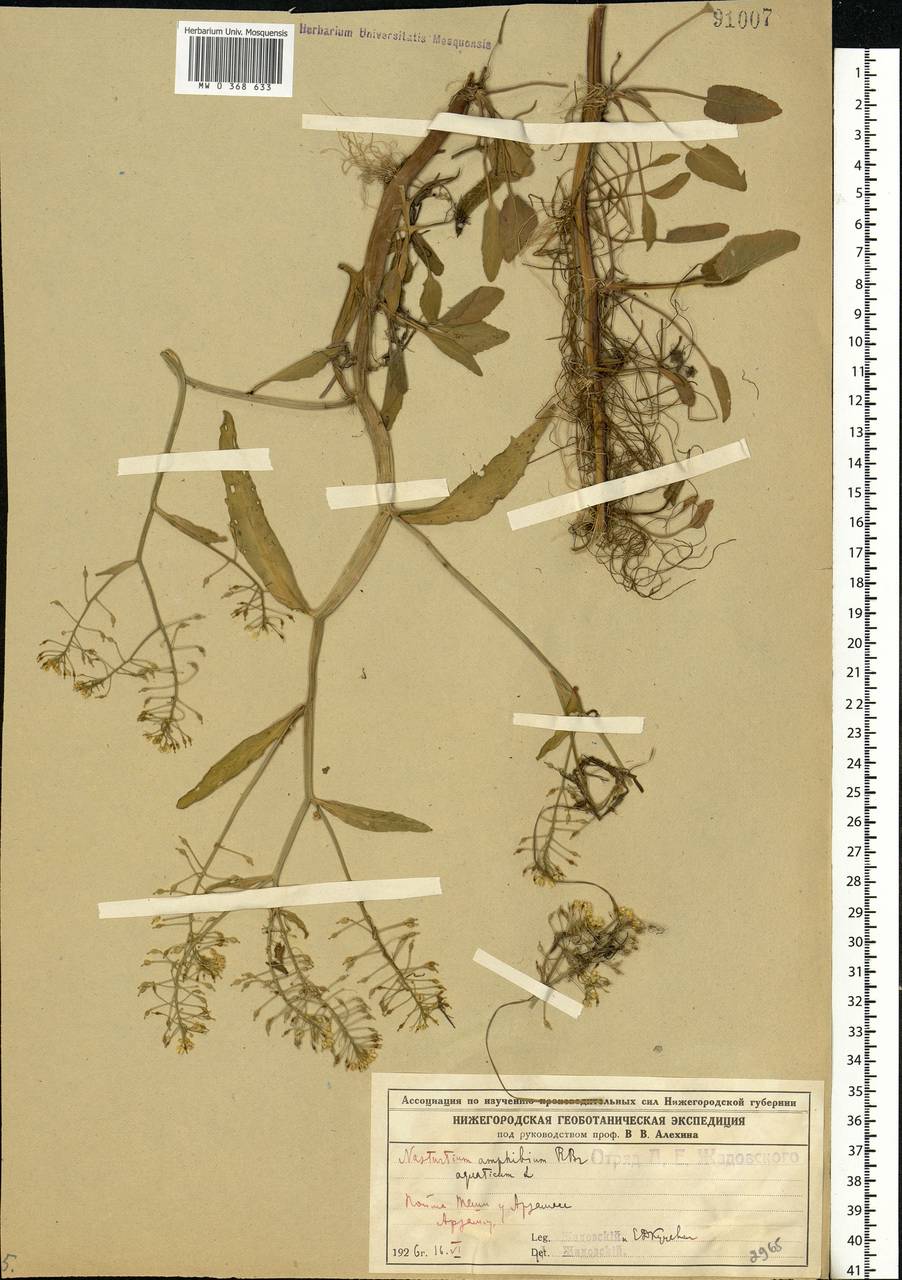 Rorippa amphibia (L.) Besser, Eastern Europe, Volga-Kama region (E7) (Russia)