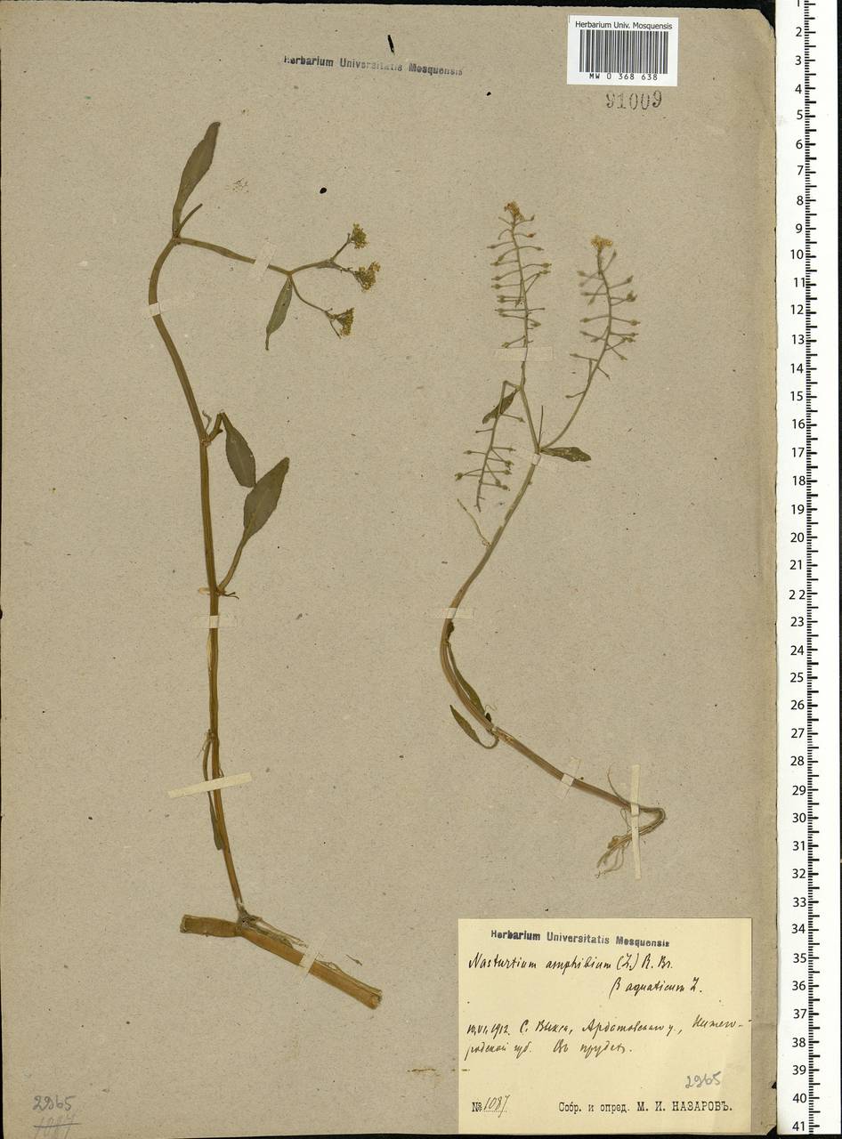 Rorippa amphibia (L.) Besser, Eastern Europe, Volga-Kama region (E7) (Russia)