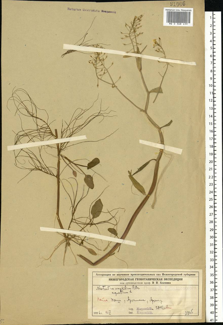 Rorippa amphibia (L.) Besser, Eastern Europe, Volga-Kama region (E7) (Russia)