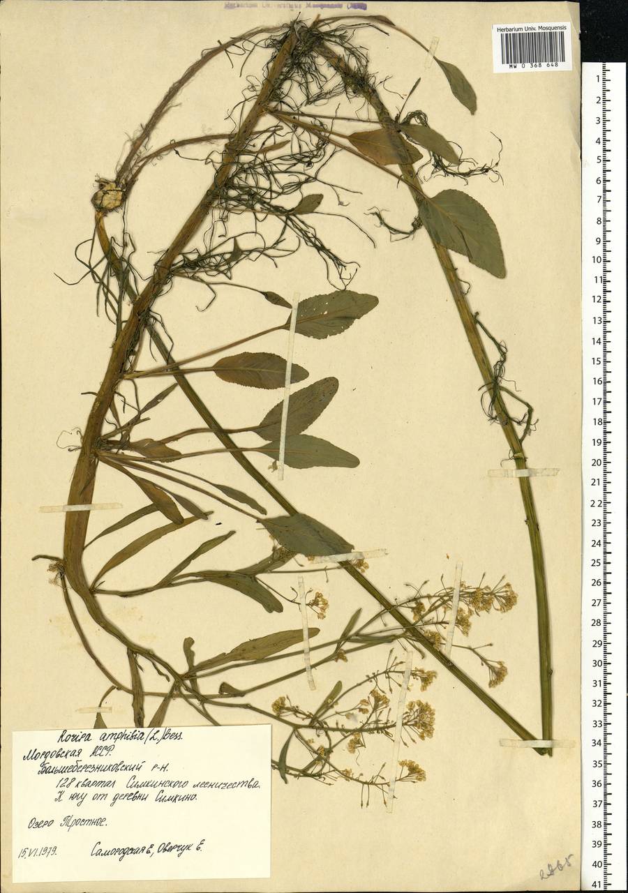 Rorippa amphibia (L.) Besser, Eastern Europe, Middle Volga region (E8) (Russia)