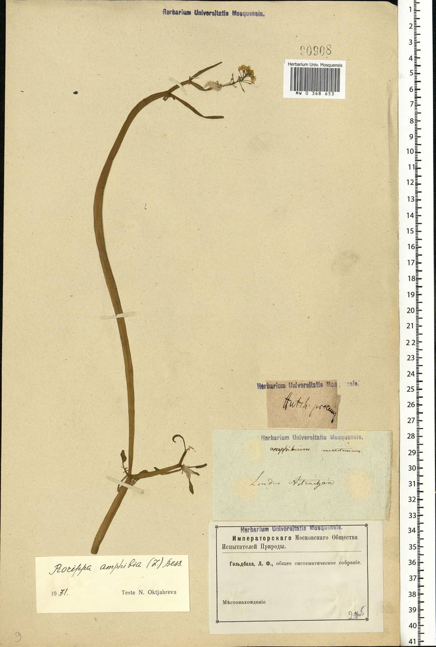 Rorippa amphibia (L.) Besser, Eastern Europe, Lower Volga region (E9) (Russia)